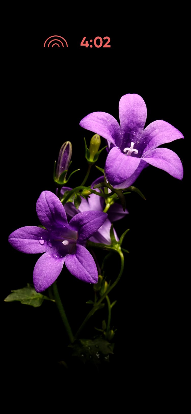 A conversation in progress with the flower